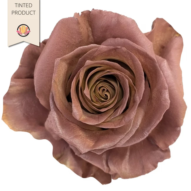 Rose HazelShine50 FLORECAL