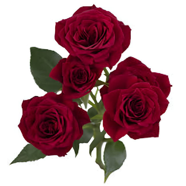 RoseSpray Hot Desire rprima