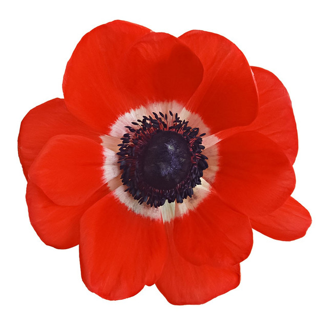 Anemone Red batten