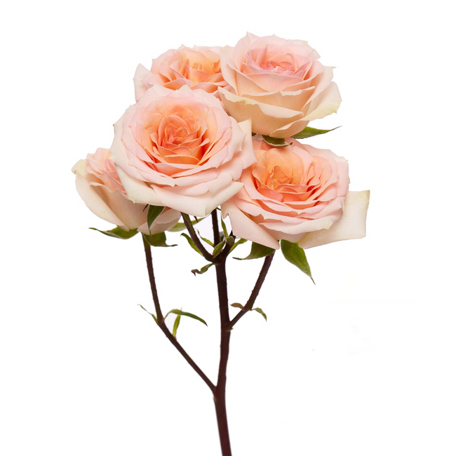 Rosespray Rosanella 40cm Flore