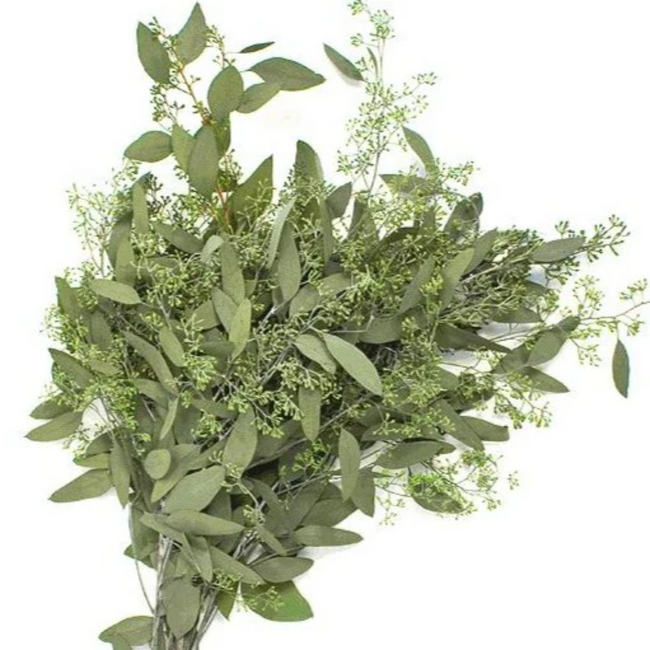 Eucalyptus Seeded us greens