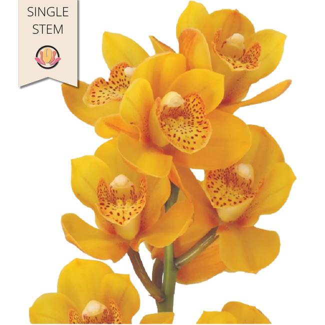 Cymbidium Mini Lovely Sue holl