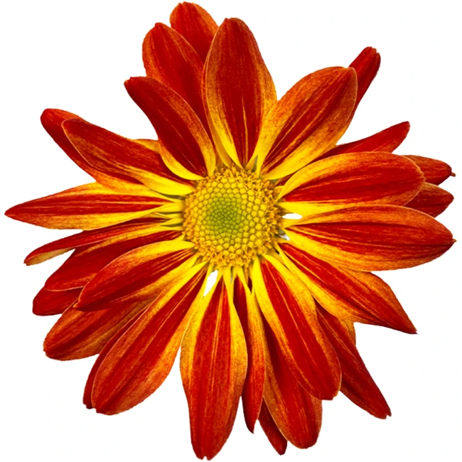 Pom Daisy Tropical RIO