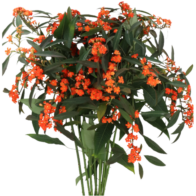 Euphorbia  Queen Of Org Spray