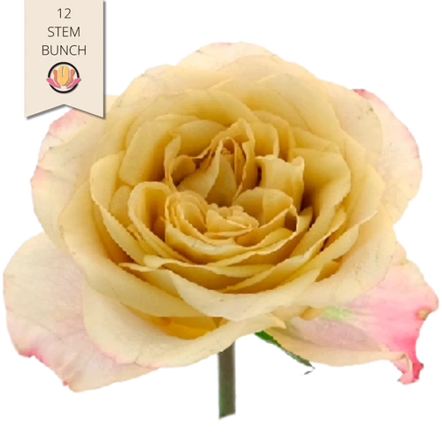 Rose Symbol 50cm holex