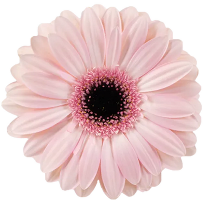 Gerber Ribbon canada