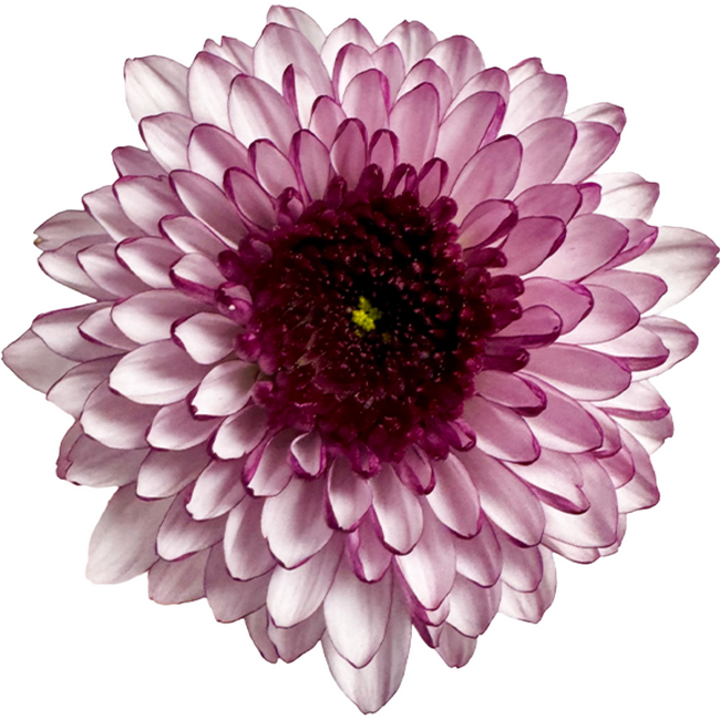 Pom Cushion ShortCake Pink RIO