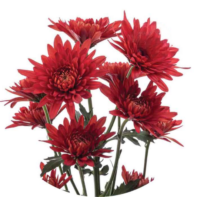 Pom Cushion Copper Red sole