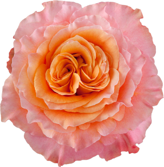 Rose Free Spirit 50cm toscana - R FRE S 50 TOS