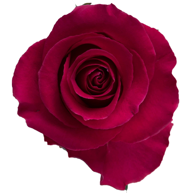 Rose Gotcha 70cm rprima