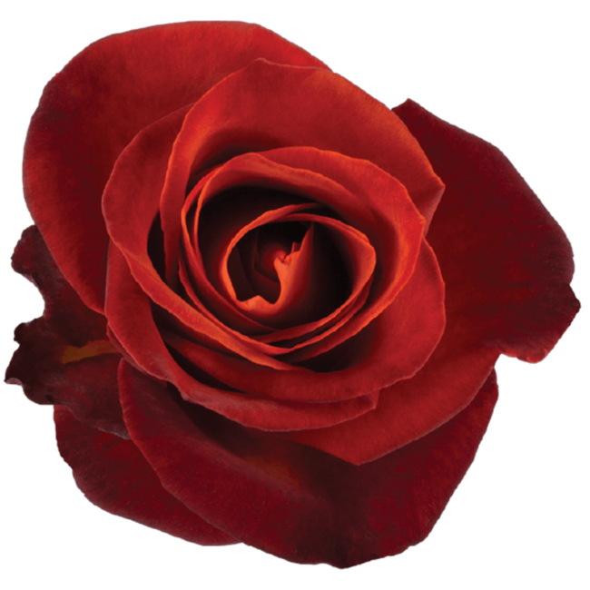 Rose Cafe Del Mar 60cm rprima