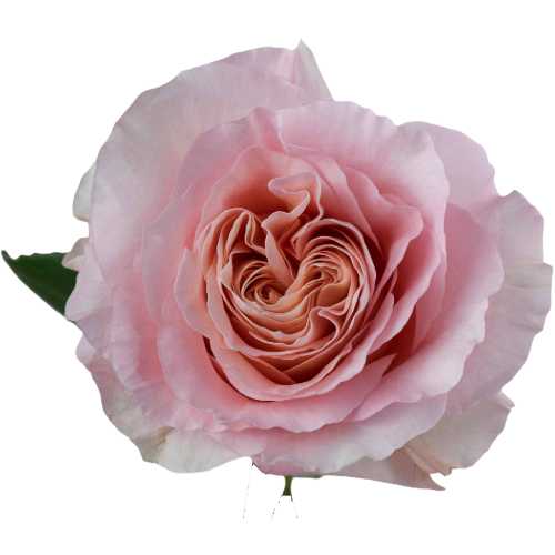 Roses Filomena rprima