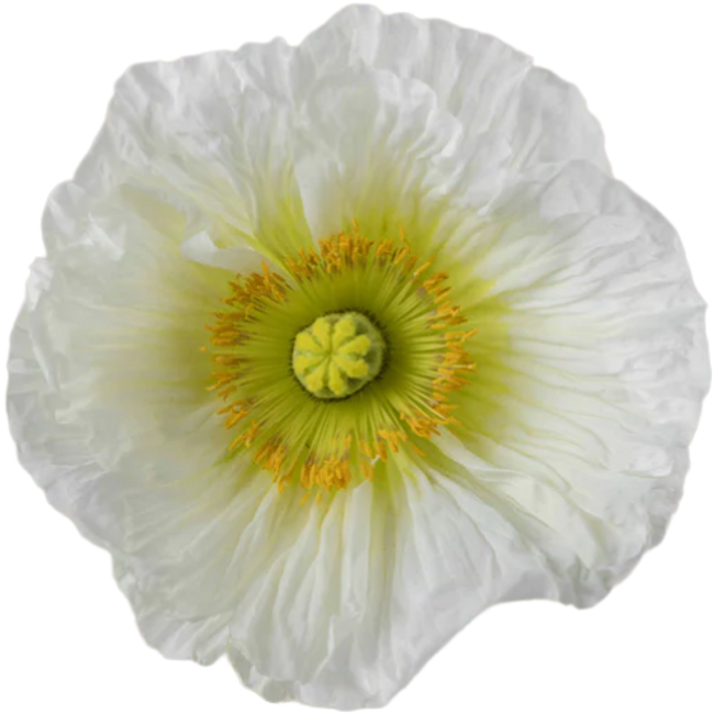 Poppies Bianco Rprima