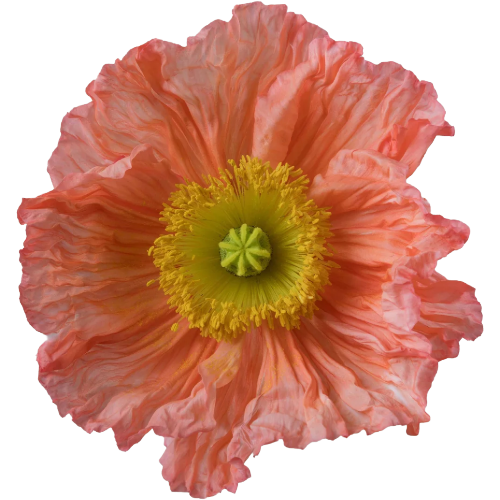 Poppy Salmonato Rprima