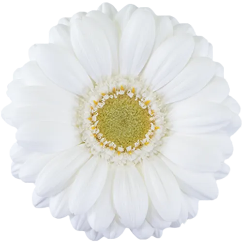 GerMini Ringo White RF