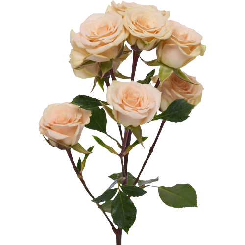 Rosespray Creta Rprima