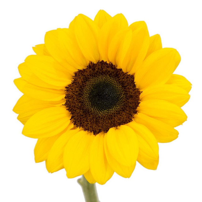 Sunflowers Vincent Med fc(10ST