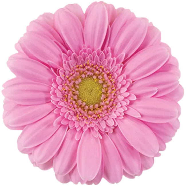 Germini Kirstey Pink RF