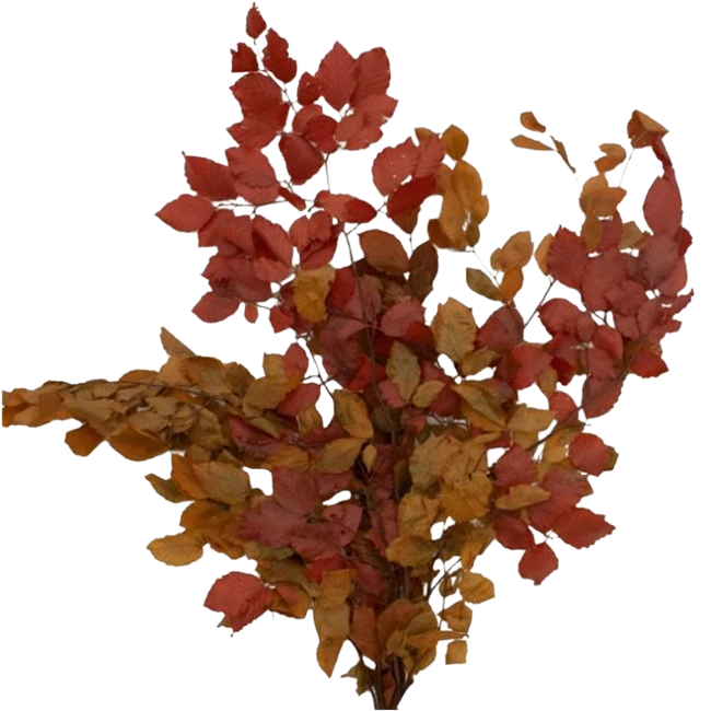 Dried CopperBeech Autumn holex