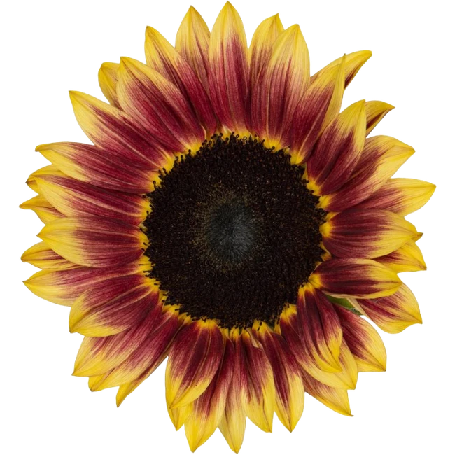 Sunflower Marley Xtra ESMERALD