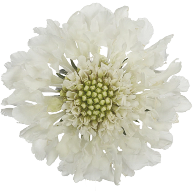 Scabiosa Focal Scoop White Fre