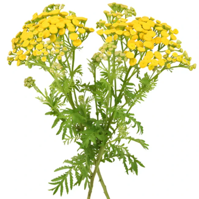 Tansy Yellow groot