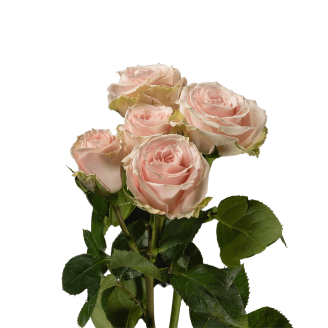 Rosespray Blush Irischka Rprim