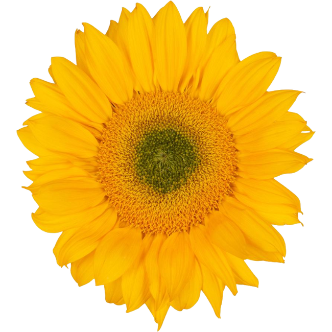 Sunflowers VincSupx esmeralda(