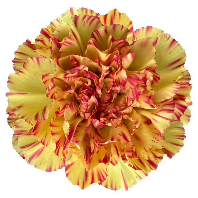 Carnation Select Salamandra, Sole