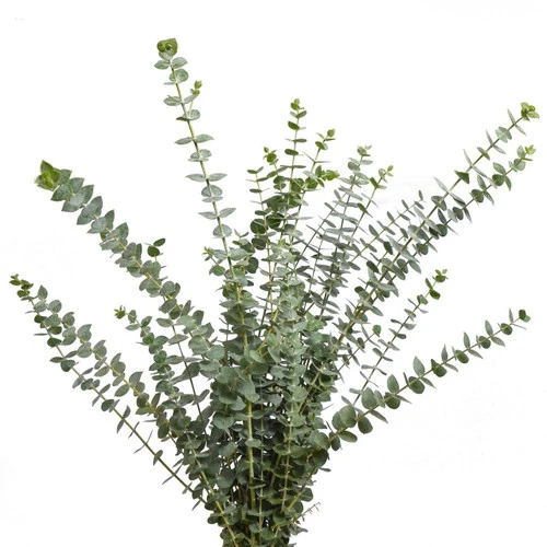 Eucalyptus Baby Blue local