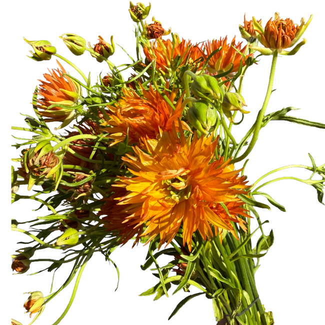 Ranunculus Moderna Mar rprima