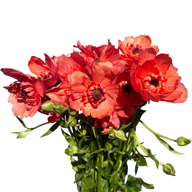 Ranunculus Moderna Coral rprim