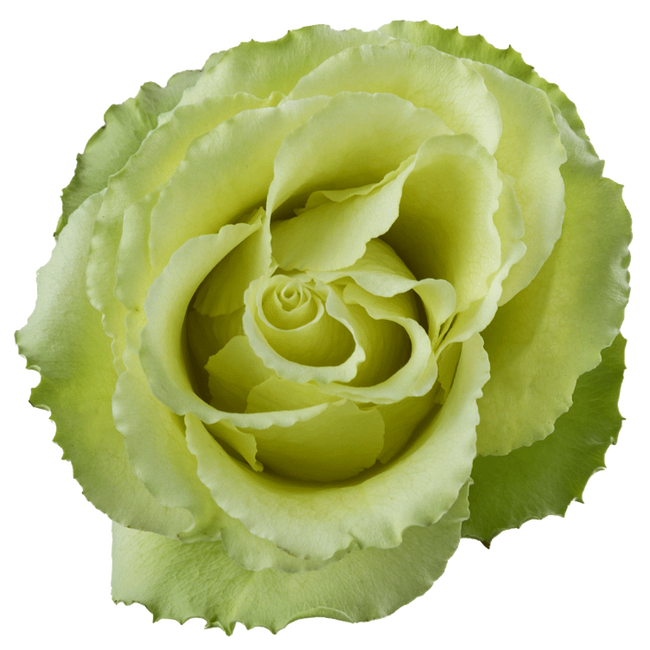 Rose Peridot 50cm rprima