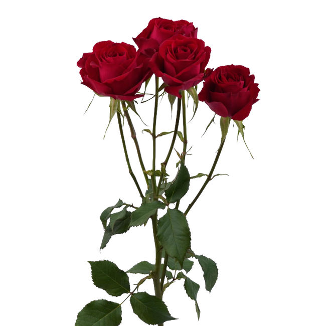 Rosespray Amor Blossoms Esmera