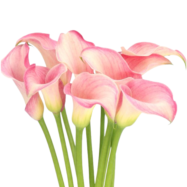 Calla Blushing Lady holl