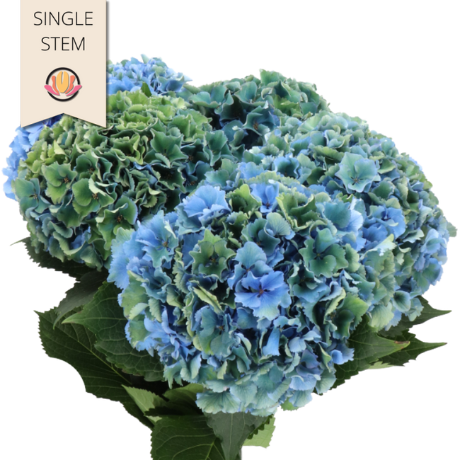 Hydrangea Classic Royal Parade