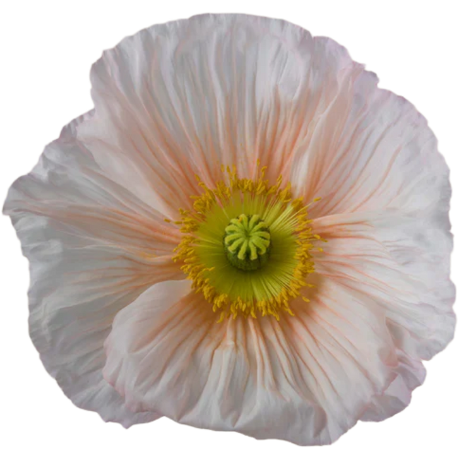 Poppys Chiaro rprima