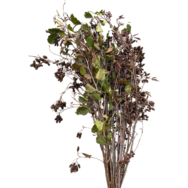 Euro Adler 3-4' 5st seaberry