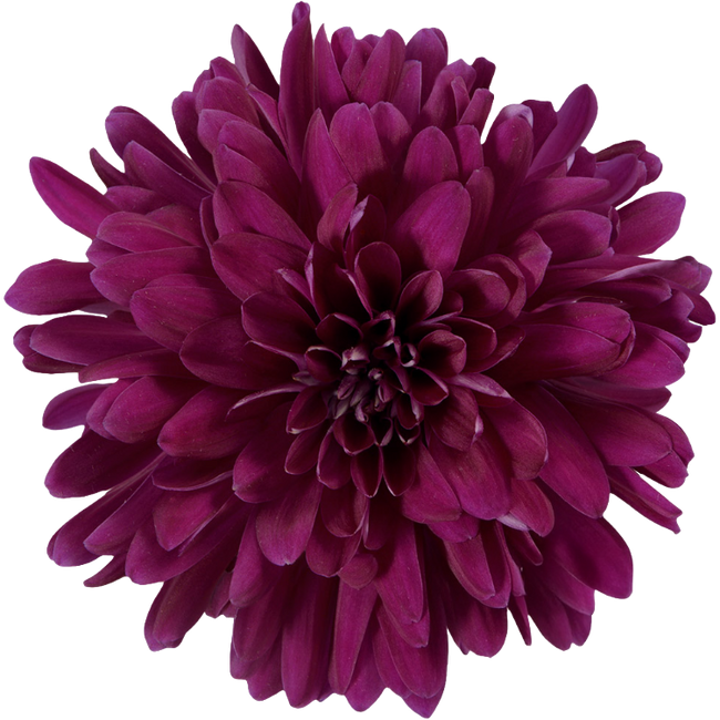 Mum Disbud Purple Tornado mult