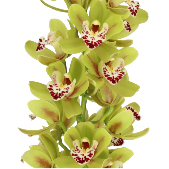 Cymbidium Mini Green holl(STEM