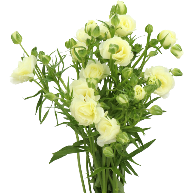 Ranunculus Butterfly Graces ri