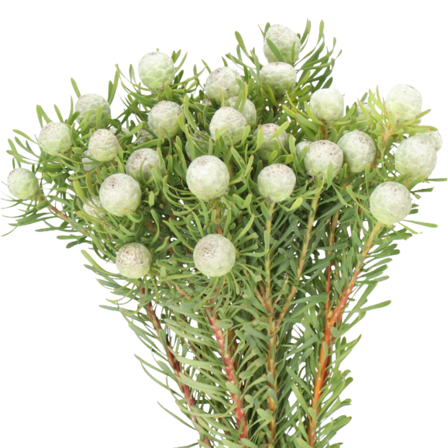 Leucadendron Silver Pearl 50cm