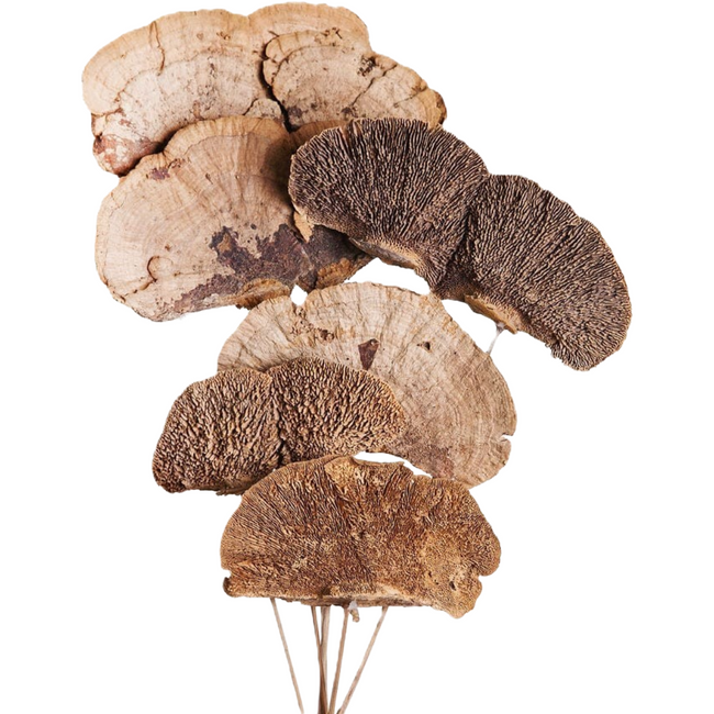 Sponge mushrooms nat 7stm/pk