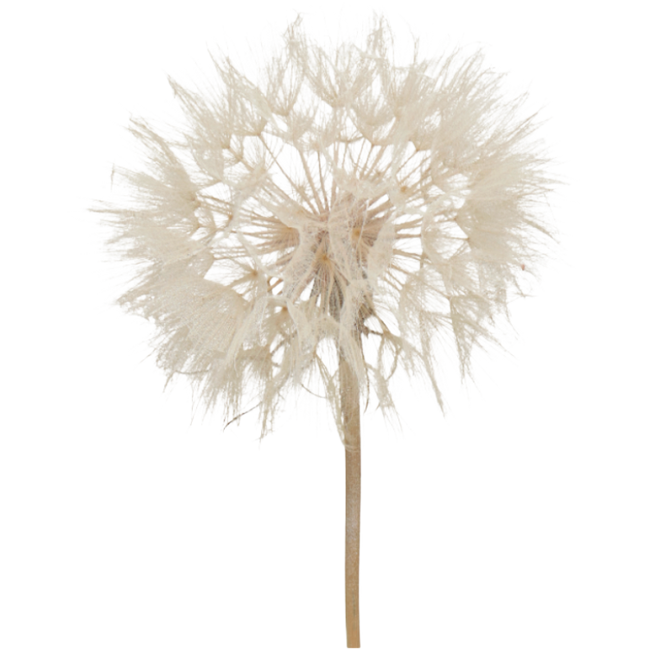 Dried Dandelion holl