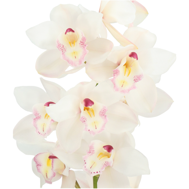 Cymbidium Hms White Sensation
