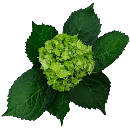 Hydrangea Mini Green hydraflor - HYD MINI GREENN HYDR