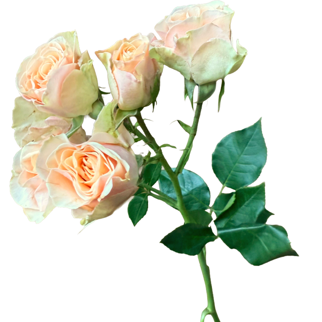 RoseSpray Pop Up rprima