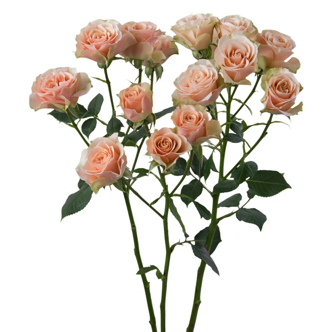 RoseSpray Pop Up RP