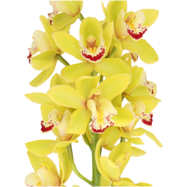 Cymbidium Mini Green holl(STEM - O CYM MI GREENNN