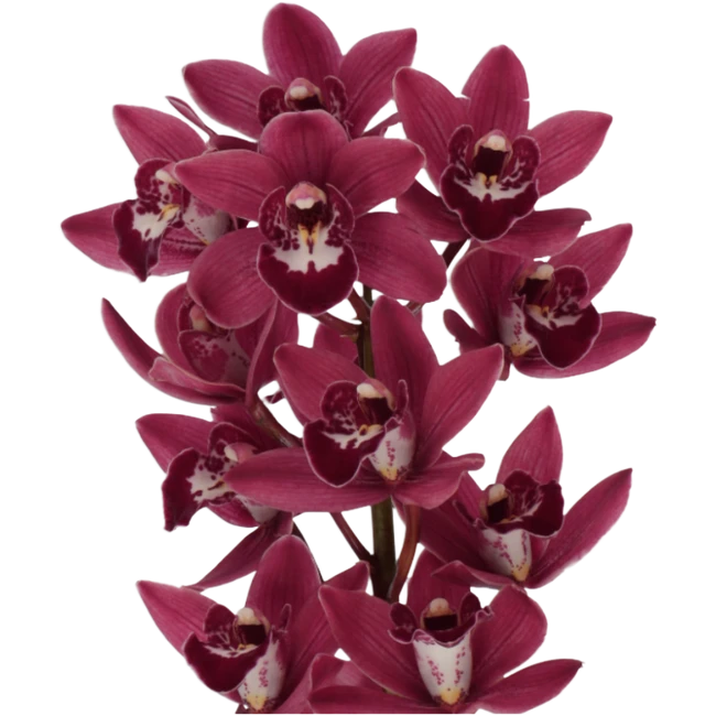 Cymbidium Min Burg holl(STEM)